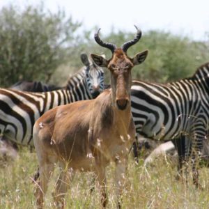 Read more about the article Conservation in Kenya